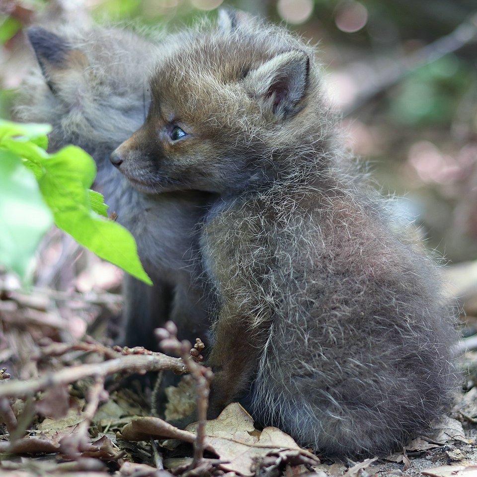 Kuscheln