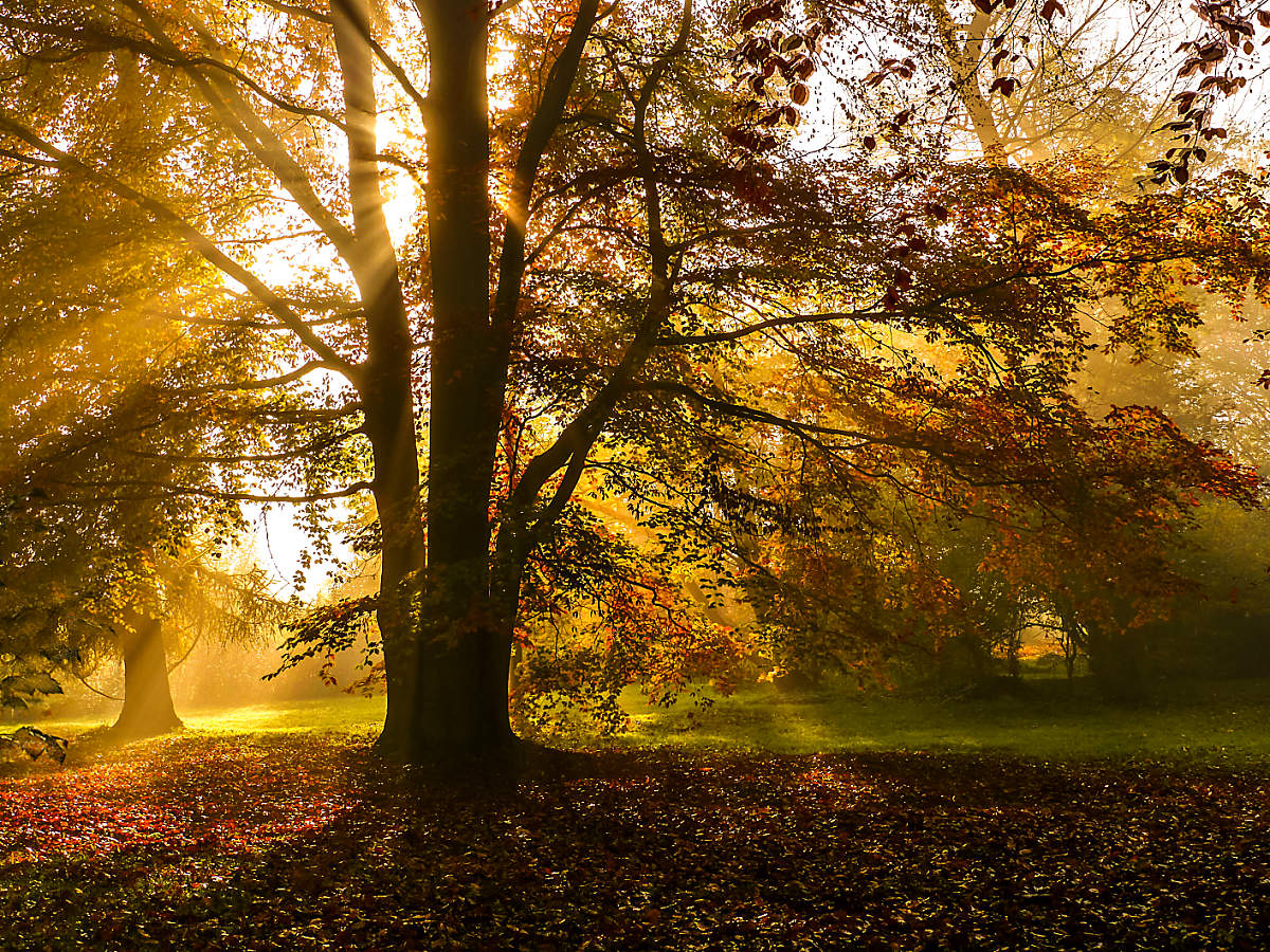 Herbstfarbenrausch