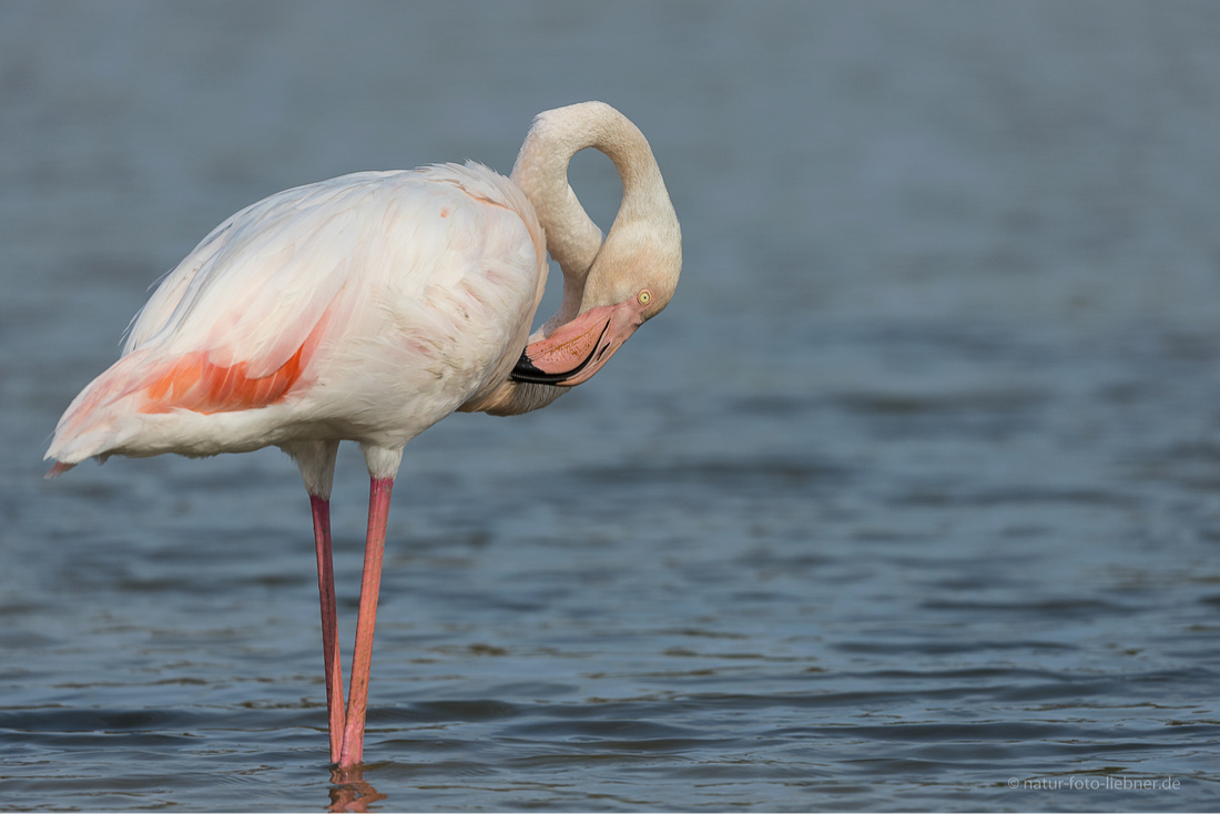 Camargue Flamingo