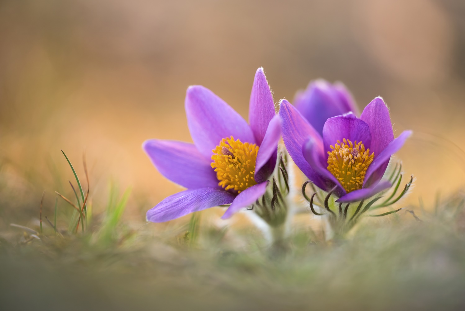 Pulsatilla