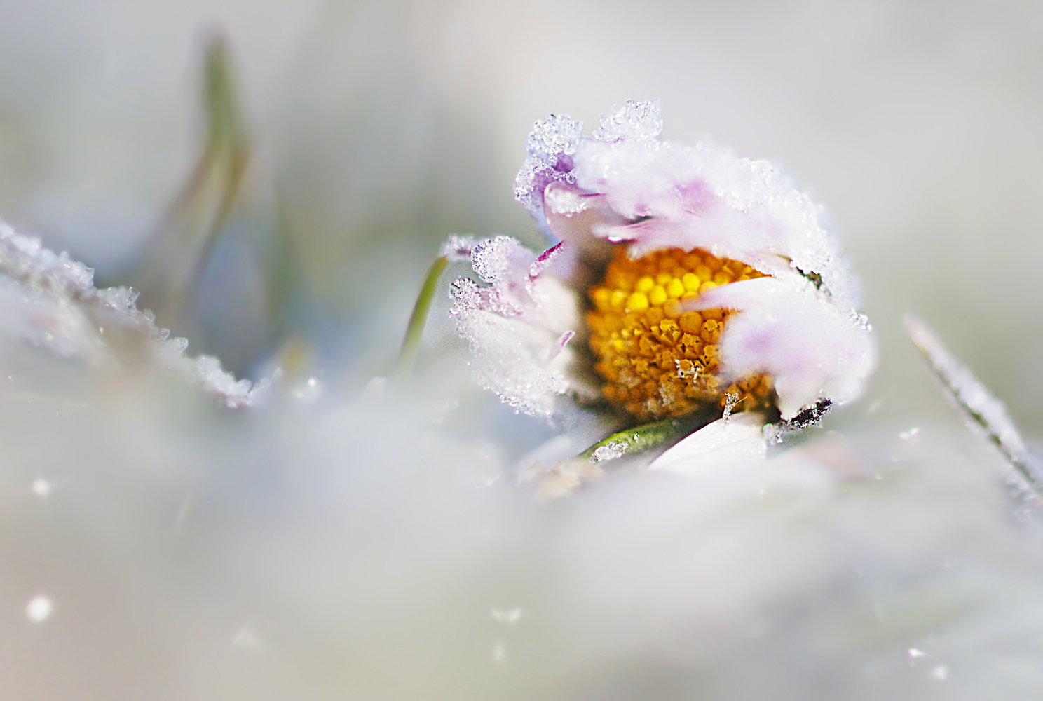 Neugieriges Gänseblümchen