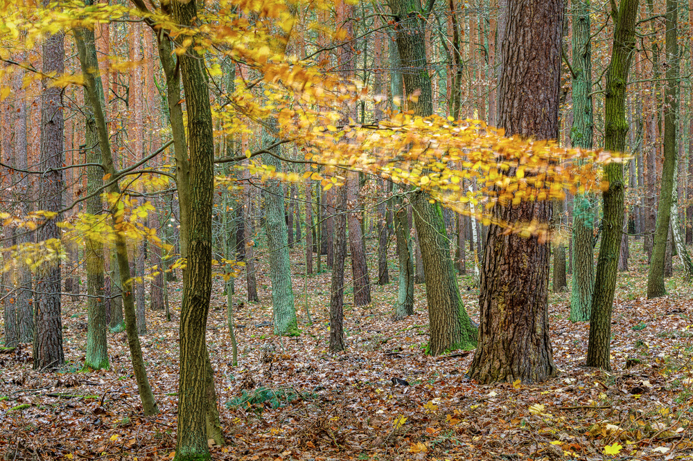 Blätterrauschen
