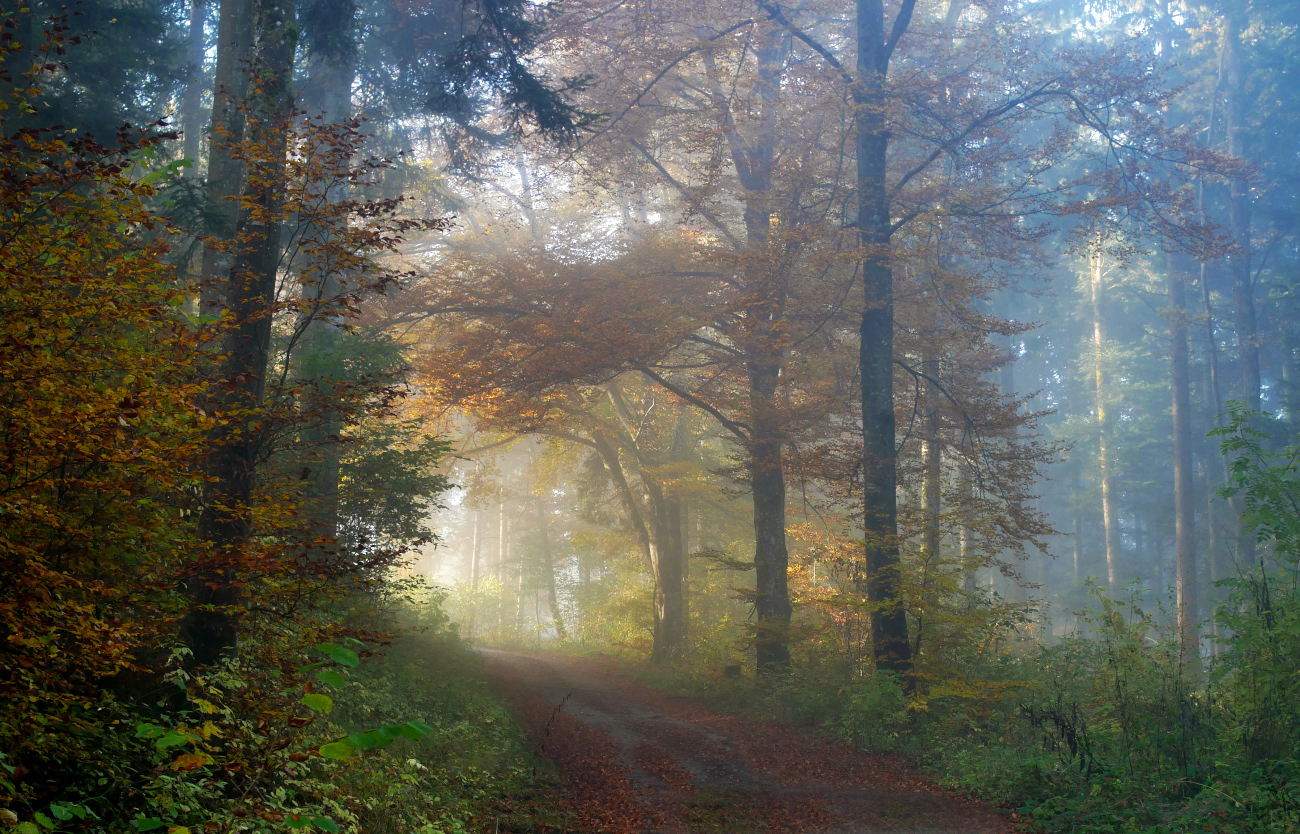 Noch ein Herbstbild