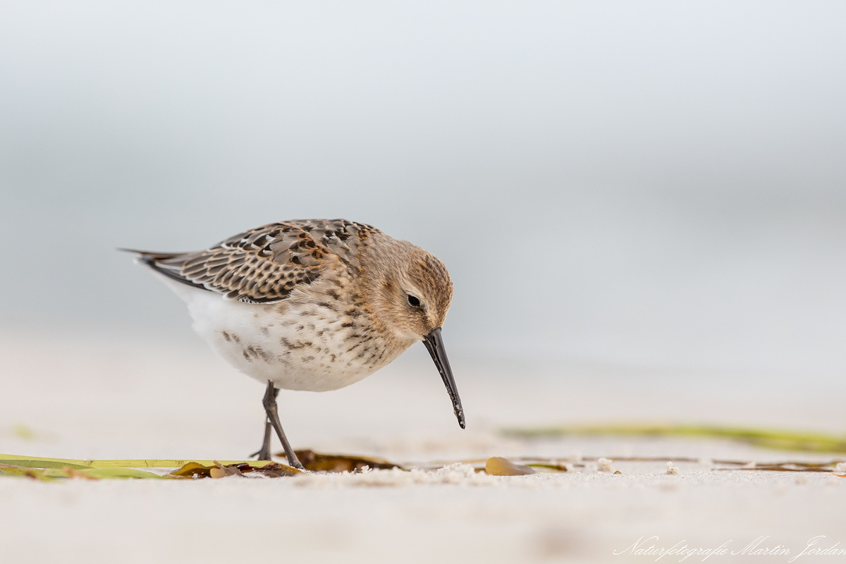 Am Ostseestrand