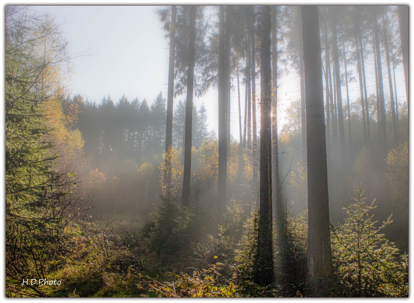 Herbstnebel