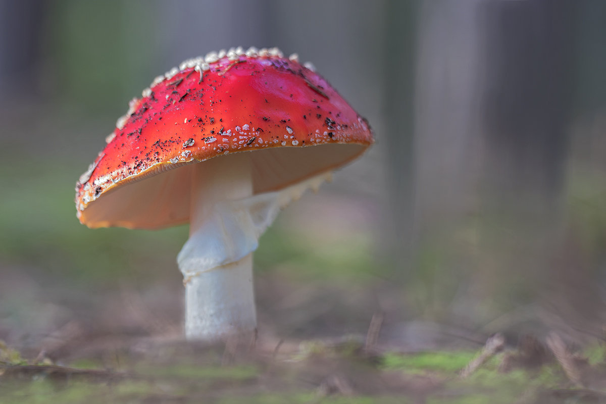 Rotkäppchen im Wald....