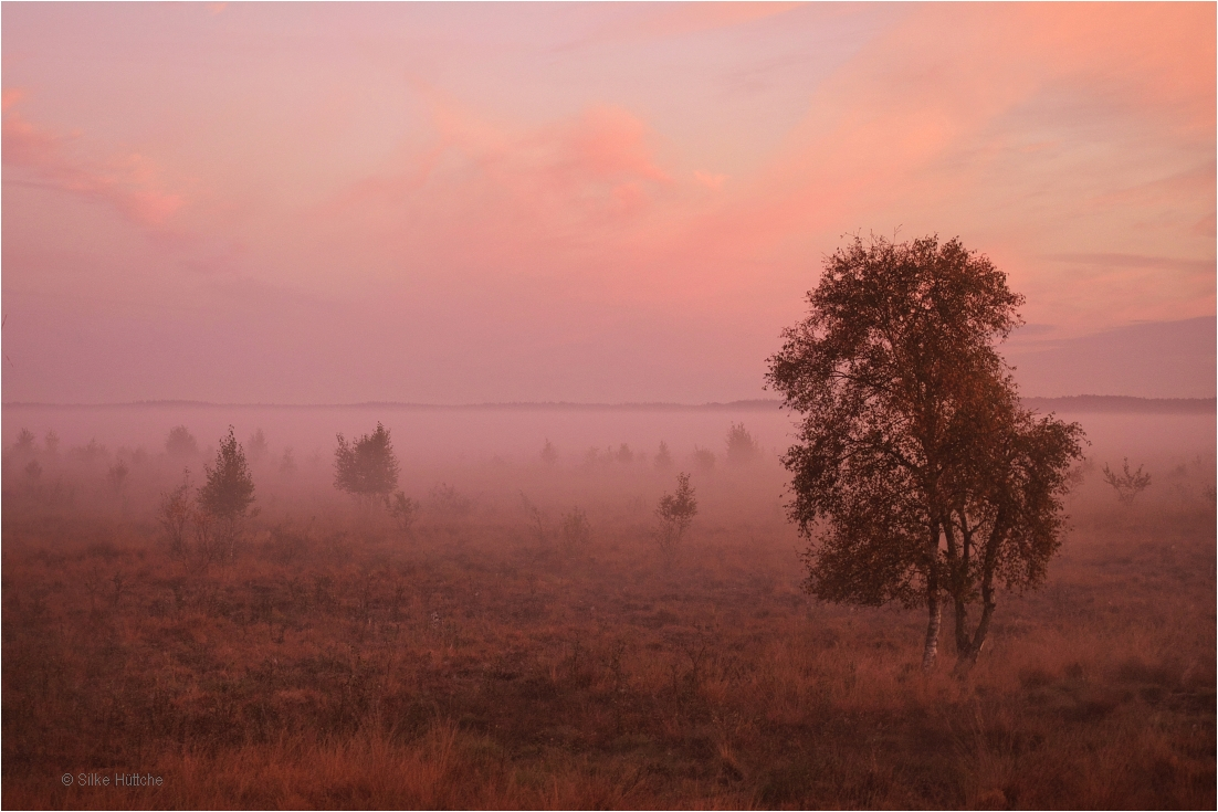 Morgenstimmung im Moor