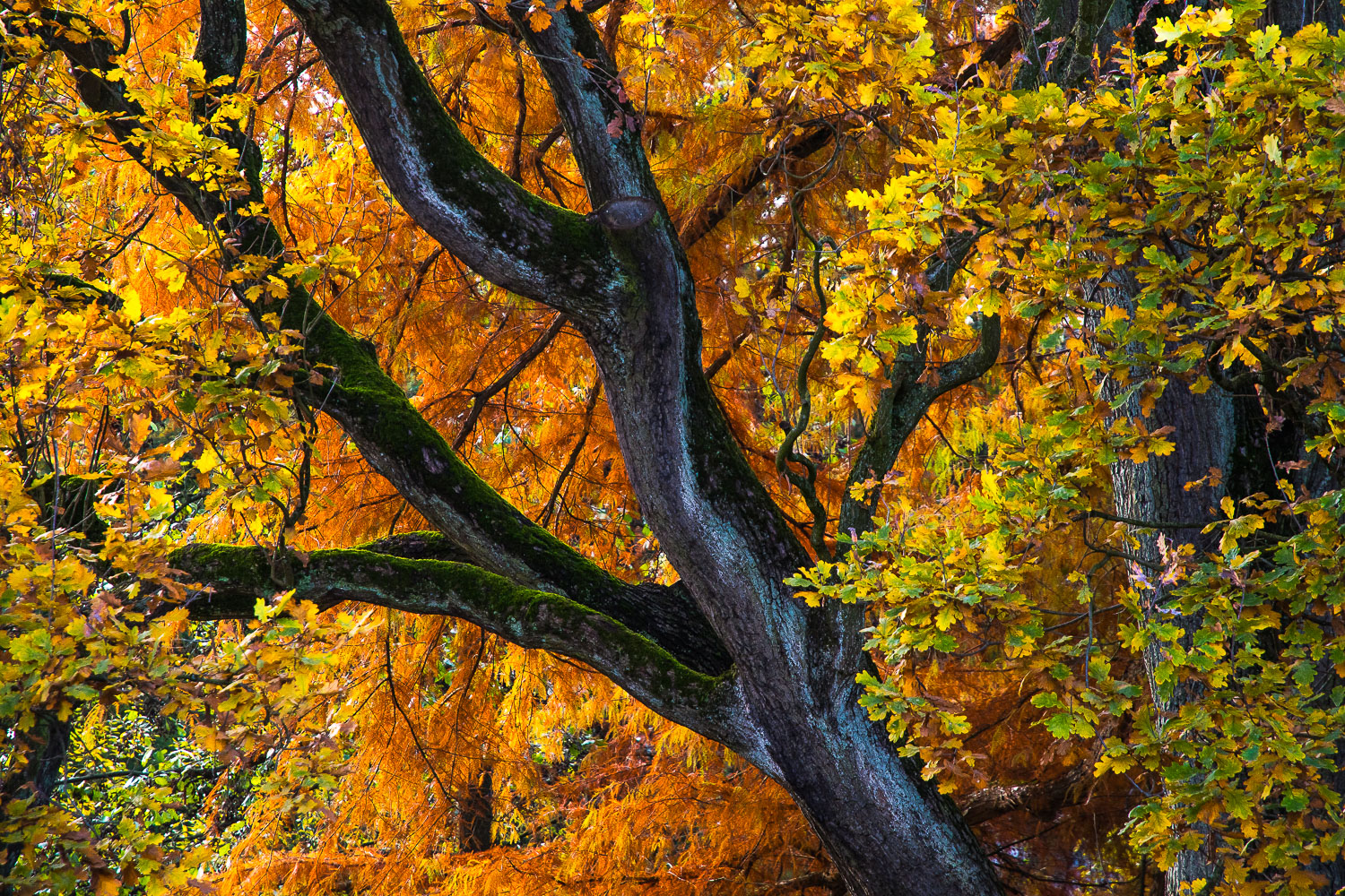 Herbstfarben