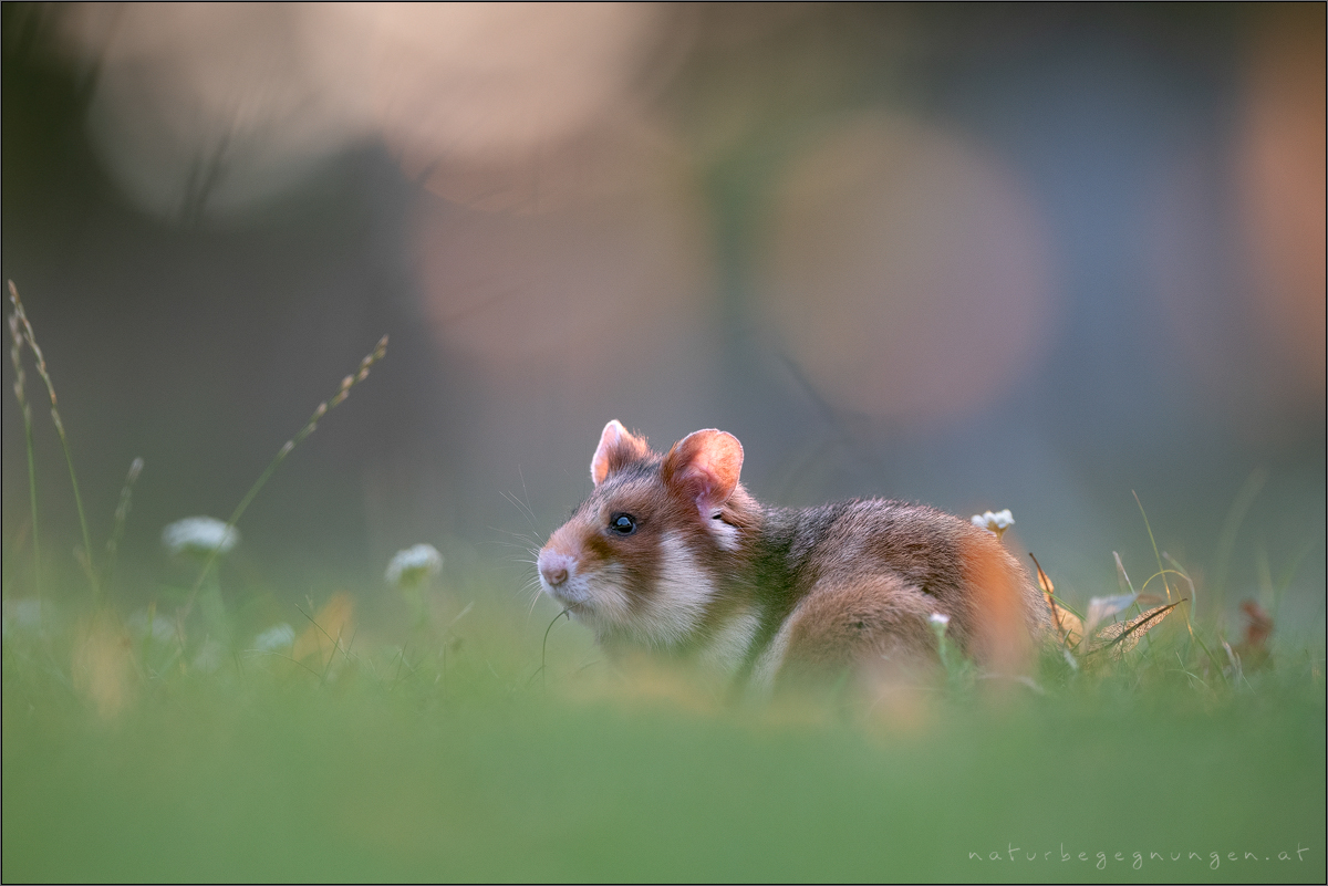 ~ Sommerabend ~