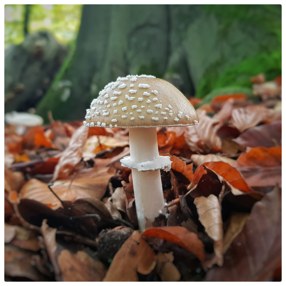 Amanita pantherina