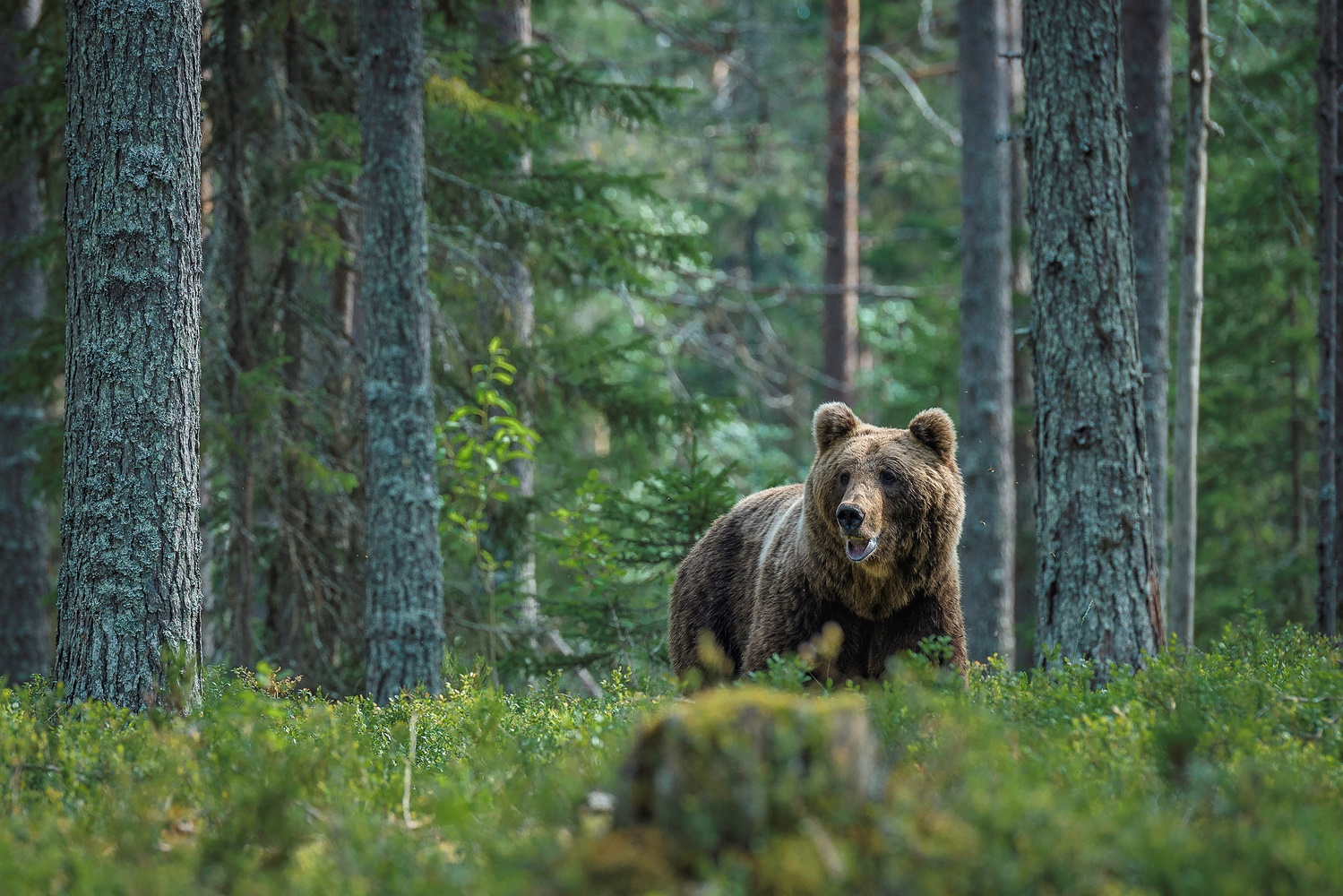 Taiga (Forum für Naturfotografen)