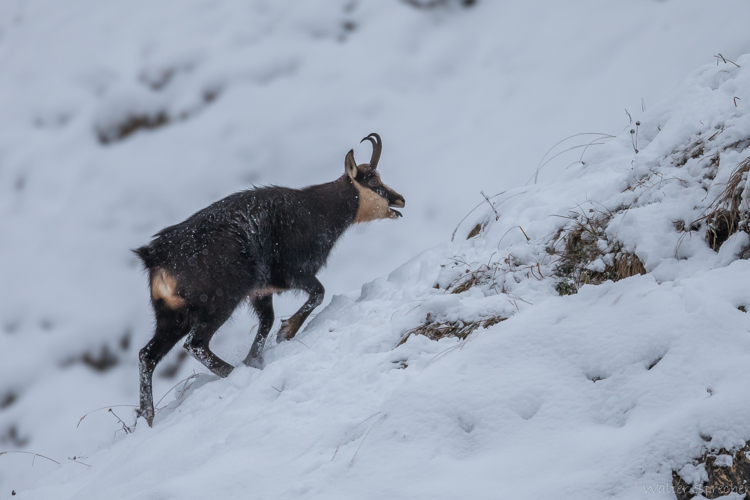 Winter im Gebirge