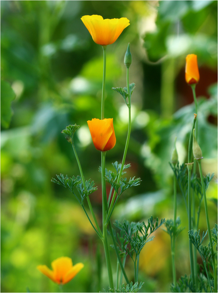 Californischer Mohn