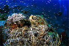 Green sea turtle_2