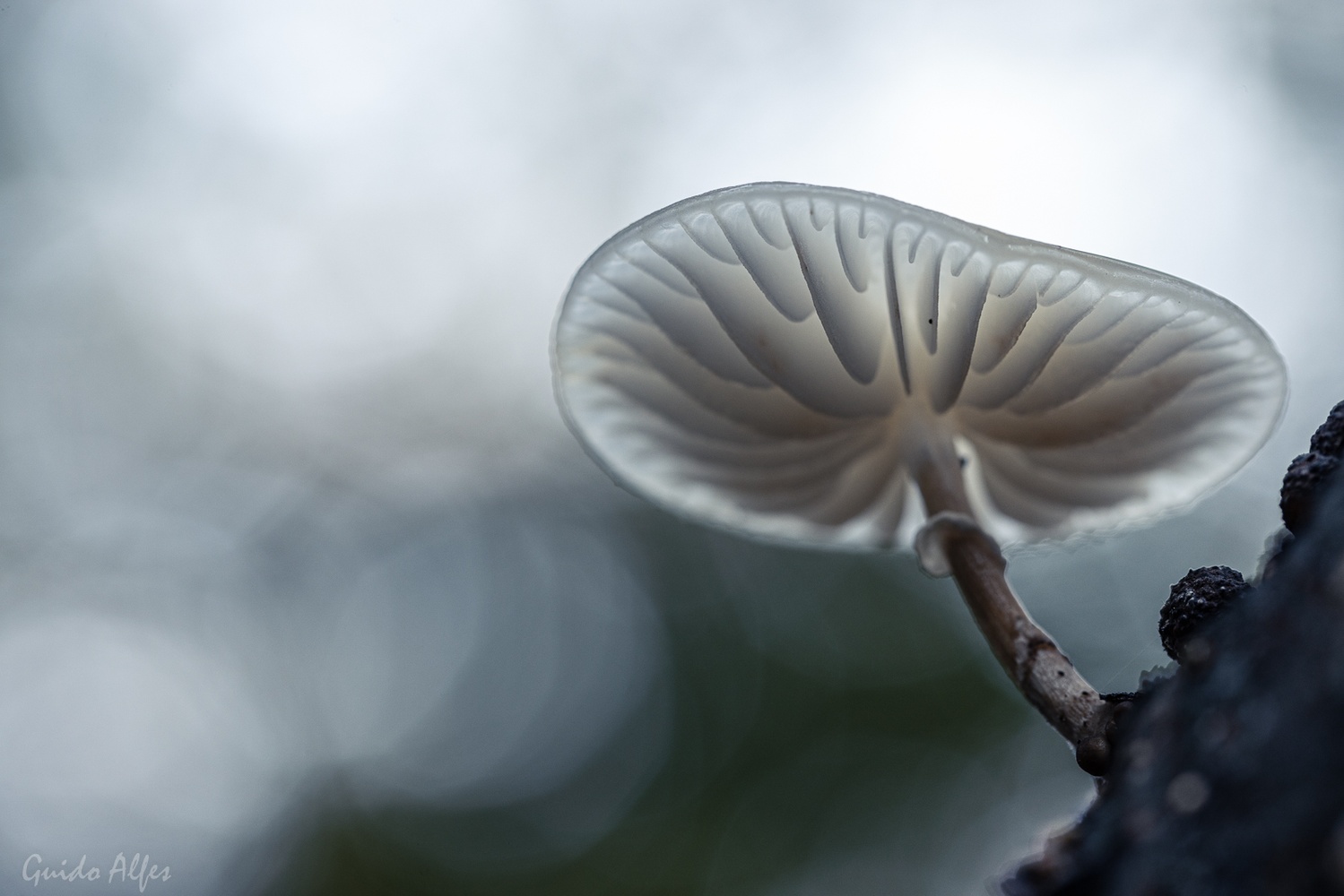 Buchenschleimrübling  bei bedecktem Himmel