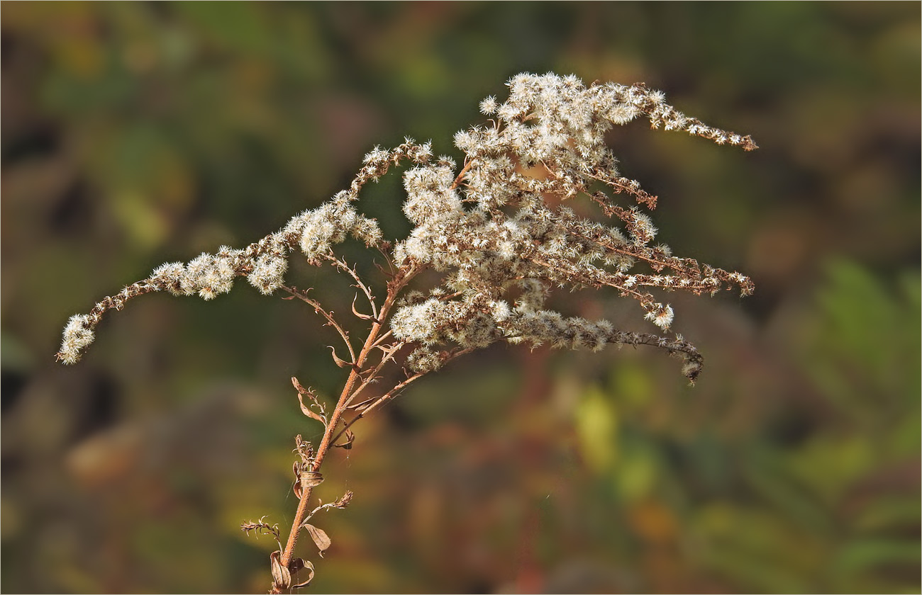 Herbstgoldraute