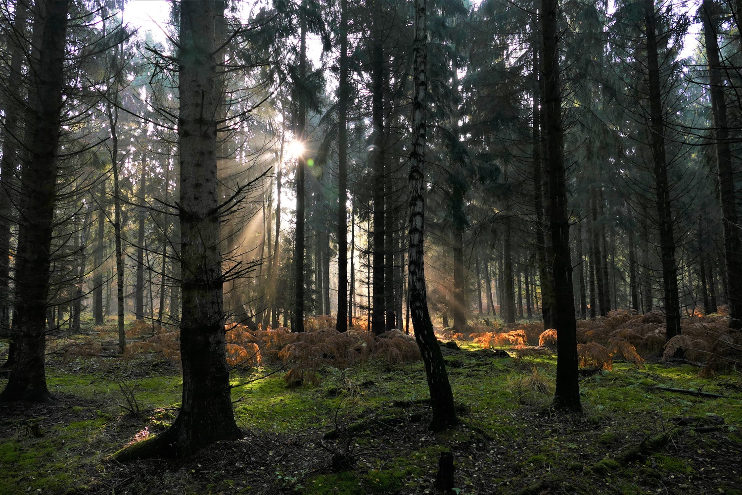 Morgensonne im Maronenwald
