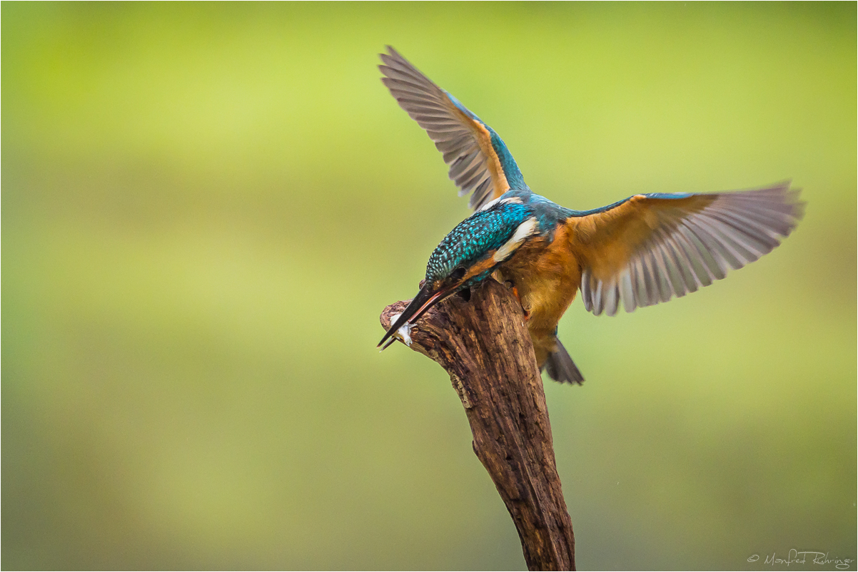 ~Eisvogel~