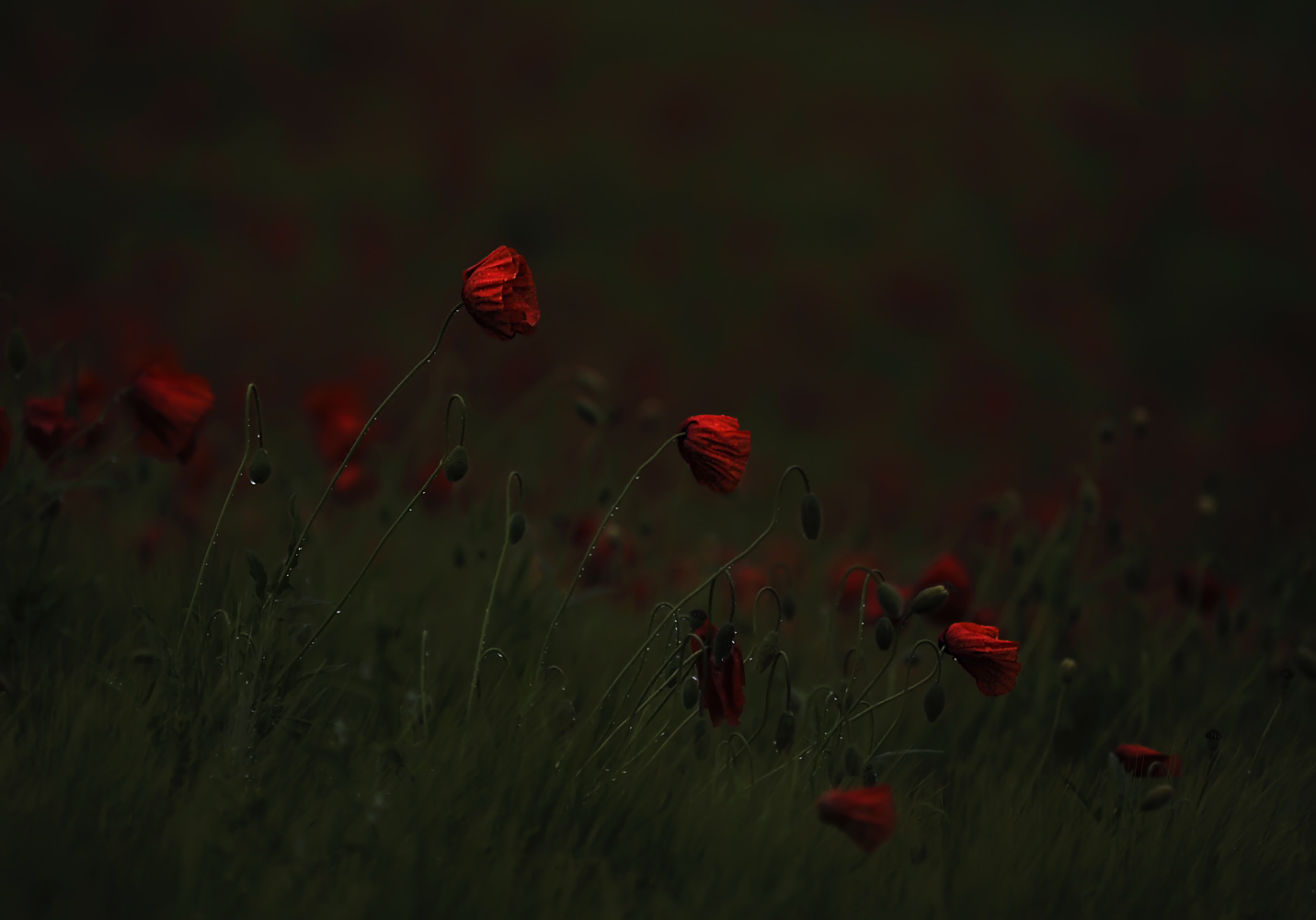 Abends wenn ich schlafen geh.....oder Abendmohn