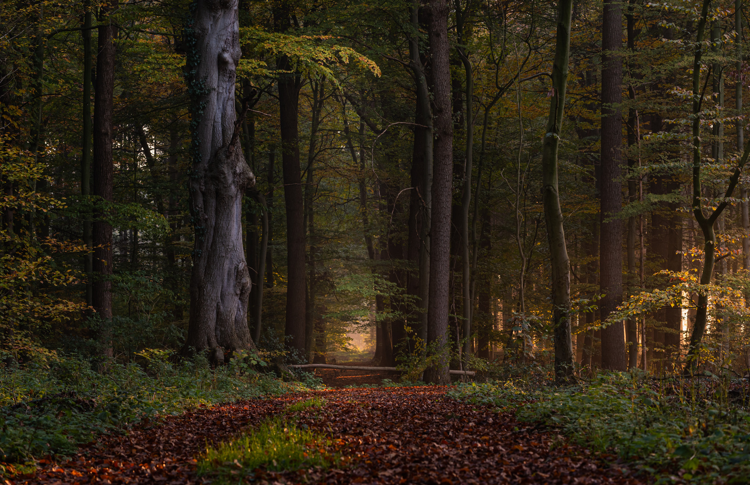 ____Herbst im Wald____
