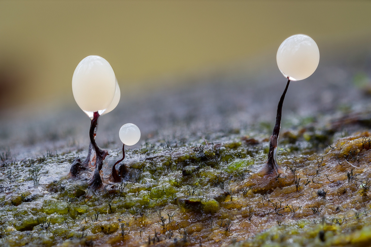 Lampions im November