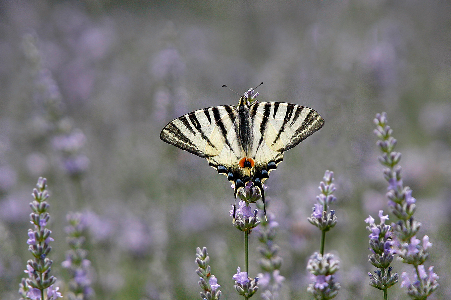 Segelfalter (Iphiclides podalirius)