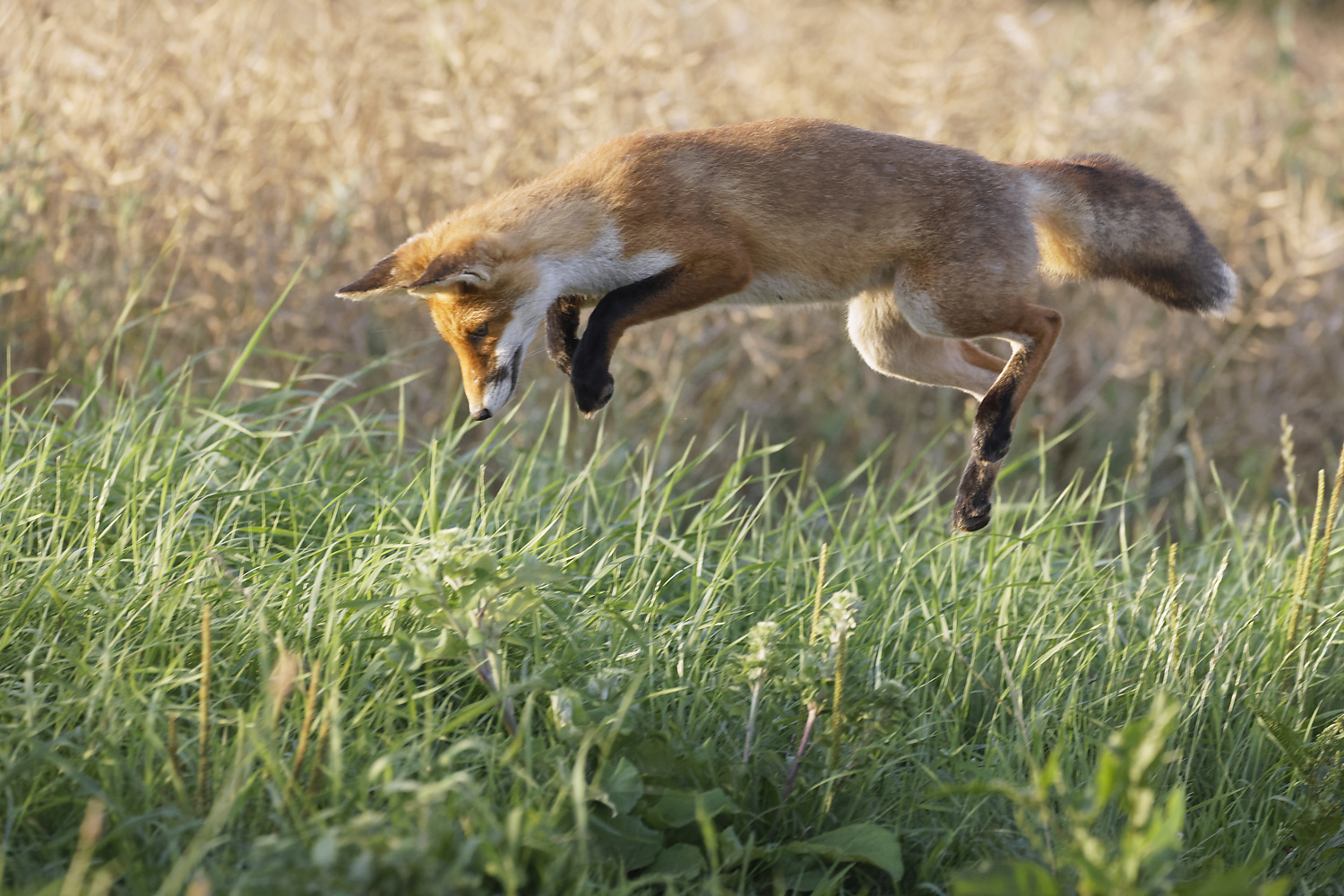 Junger Rotfuchs bei der Jagd