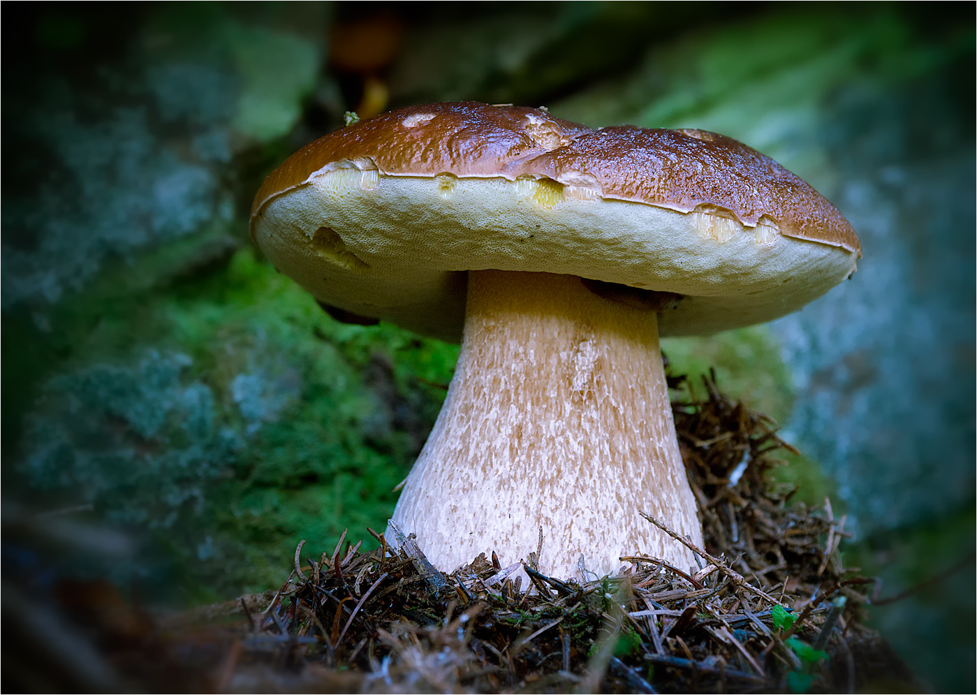 Steinpilz (Forum für Naturfotografen)