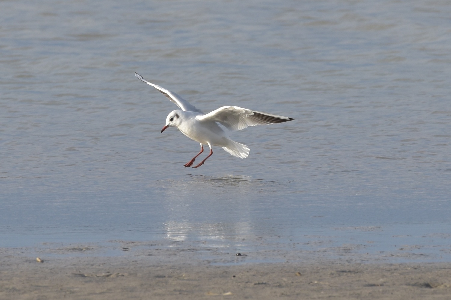 Lachmöwe im Landeanflug