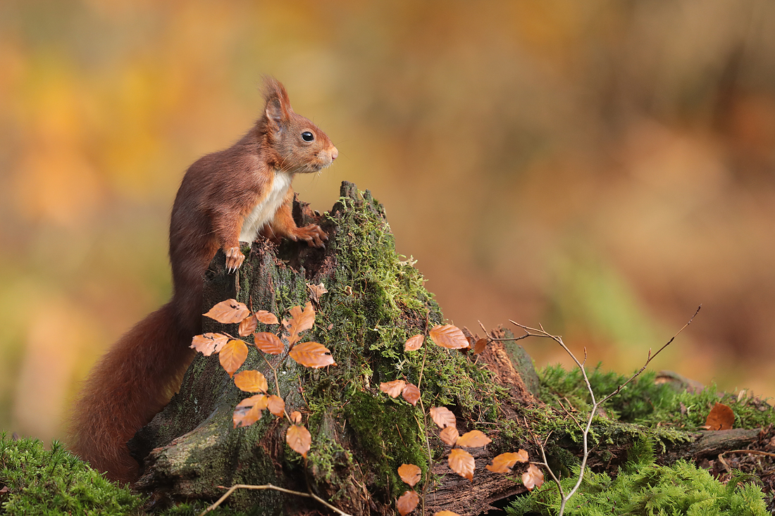 Waldeichhörnchen