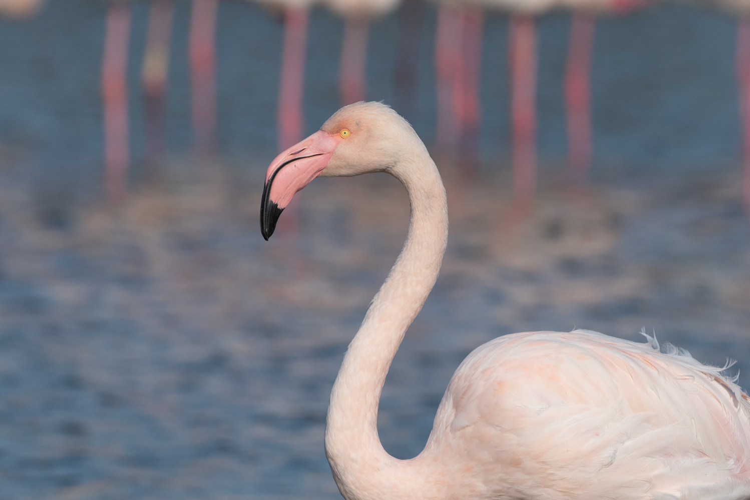 Flamingo (Forum für Naturfotografen)