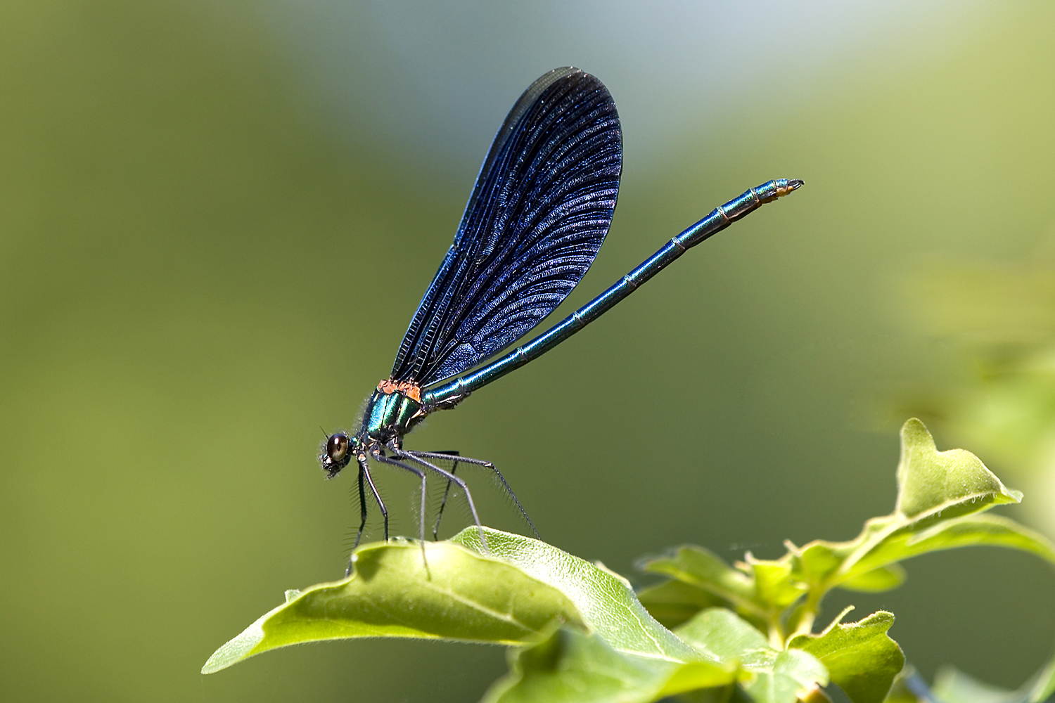 Die Blauflügel Prachtlibelle..