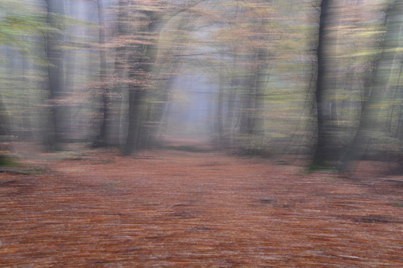Mein Herbstwald