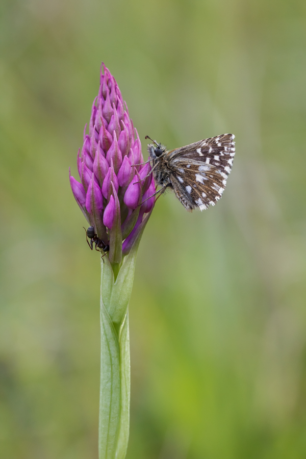 Malven-Würfelfleckfalter auf Pyramidenorchis