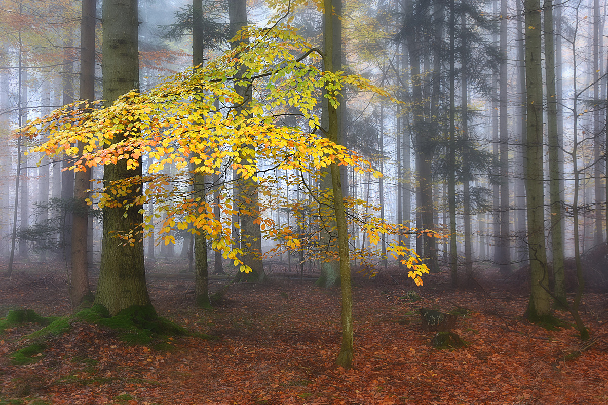 Sonnenschirm im Nebelwald