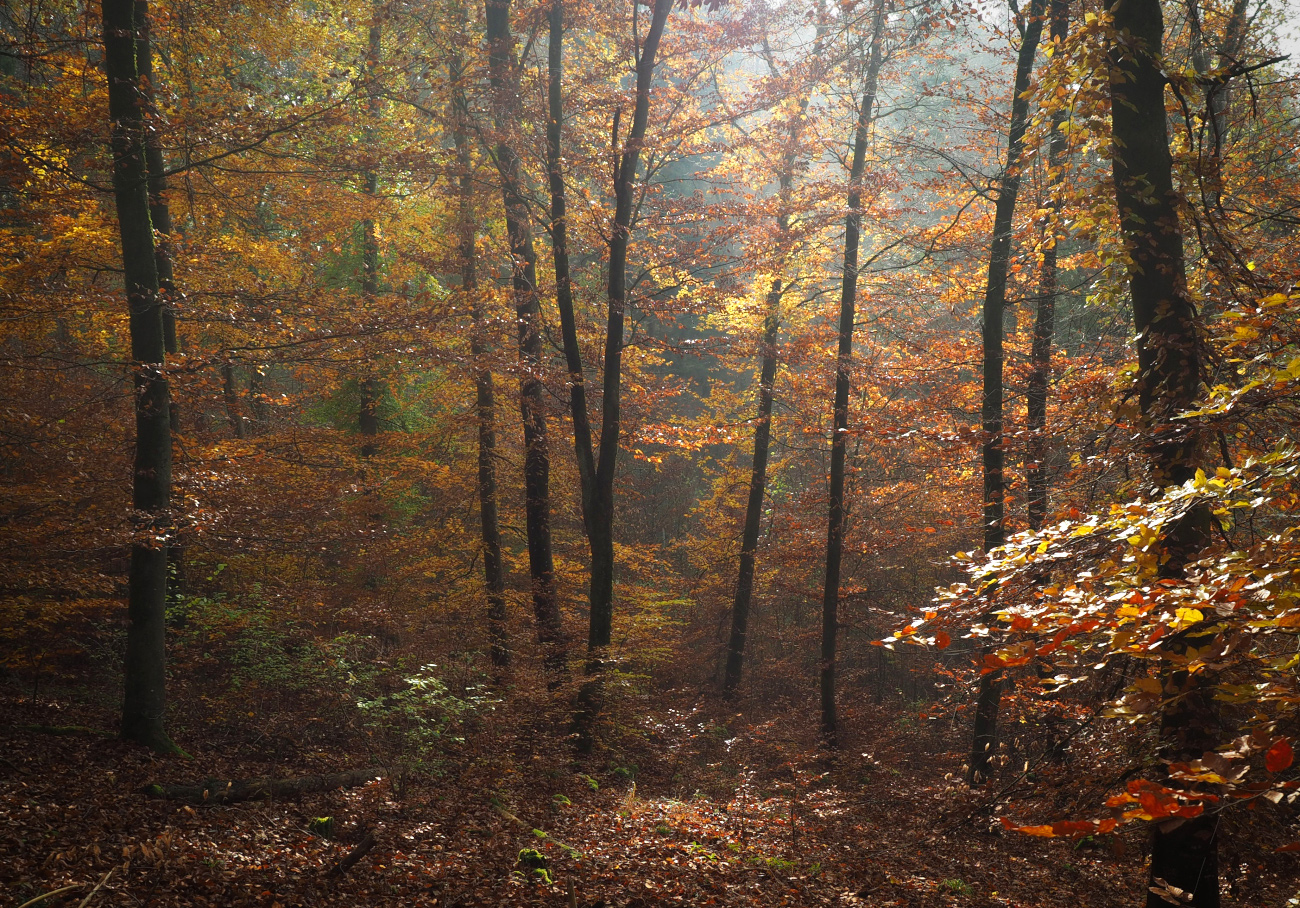 Herbstwald