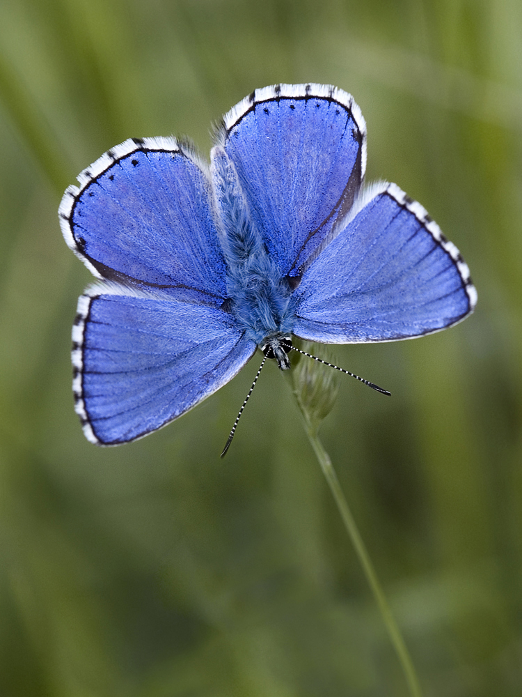 Himmelblauer Bläuling