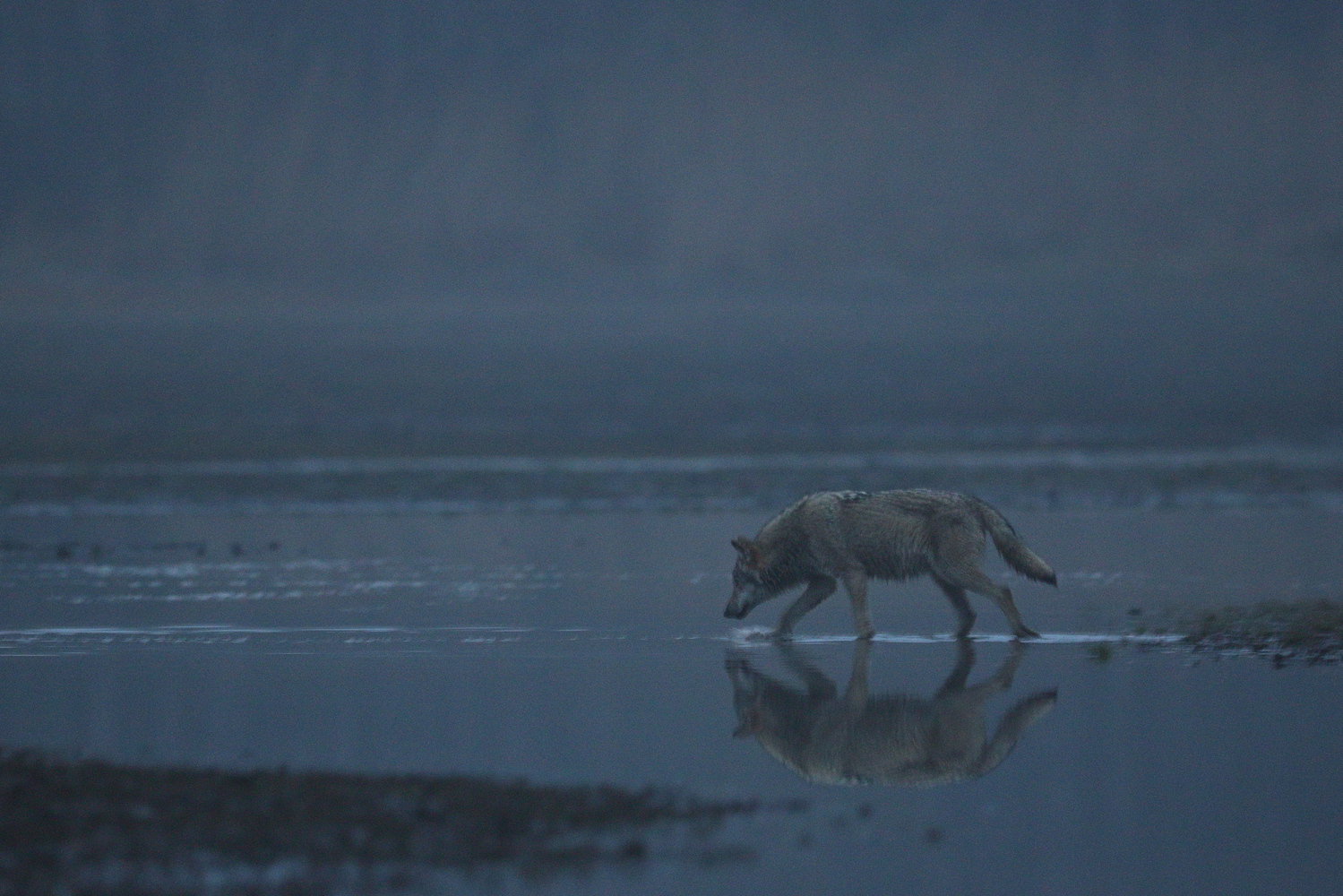 Wolfswelpe (Forum für Naturfotografen)