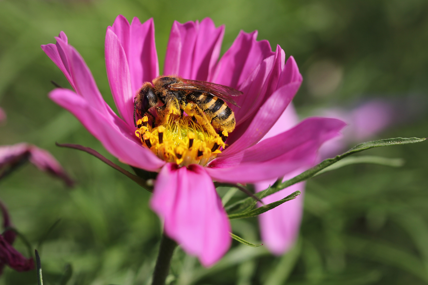 Fleißig wie ein Bienchen