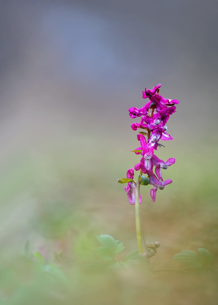 Roter Lerchensporn