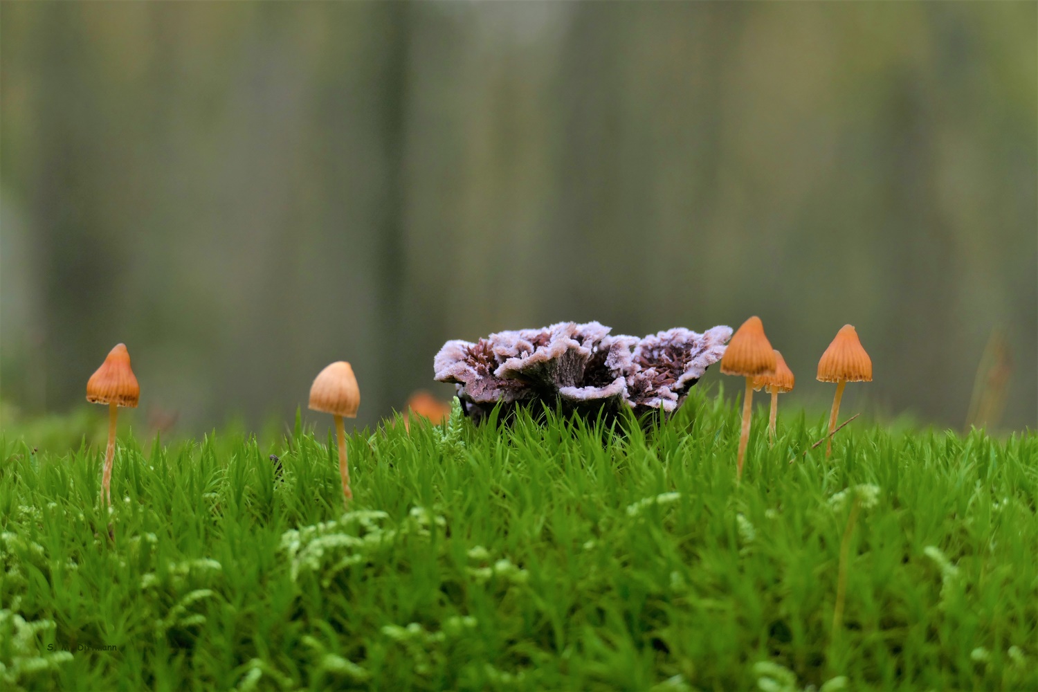 Fächerförmiger Erdwarzenpilz