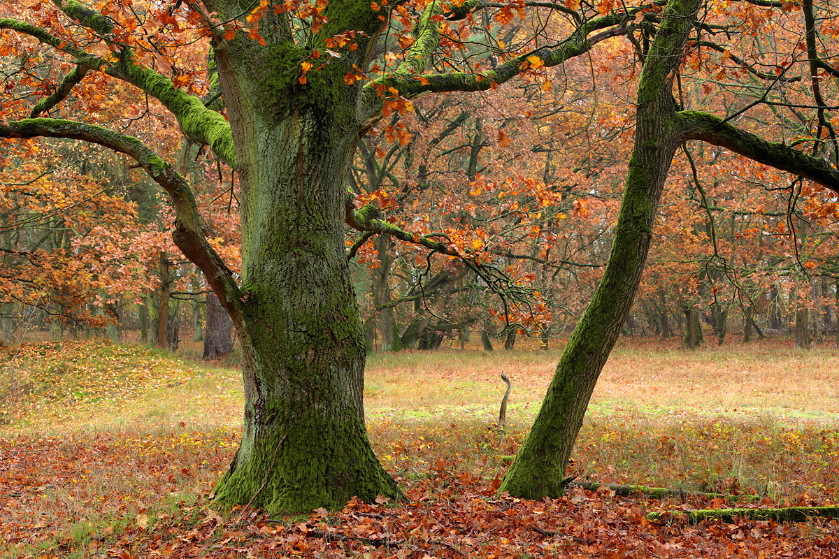 Herbst