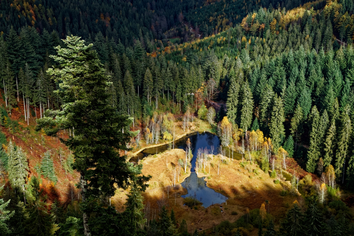 Ellbachseeaussicht