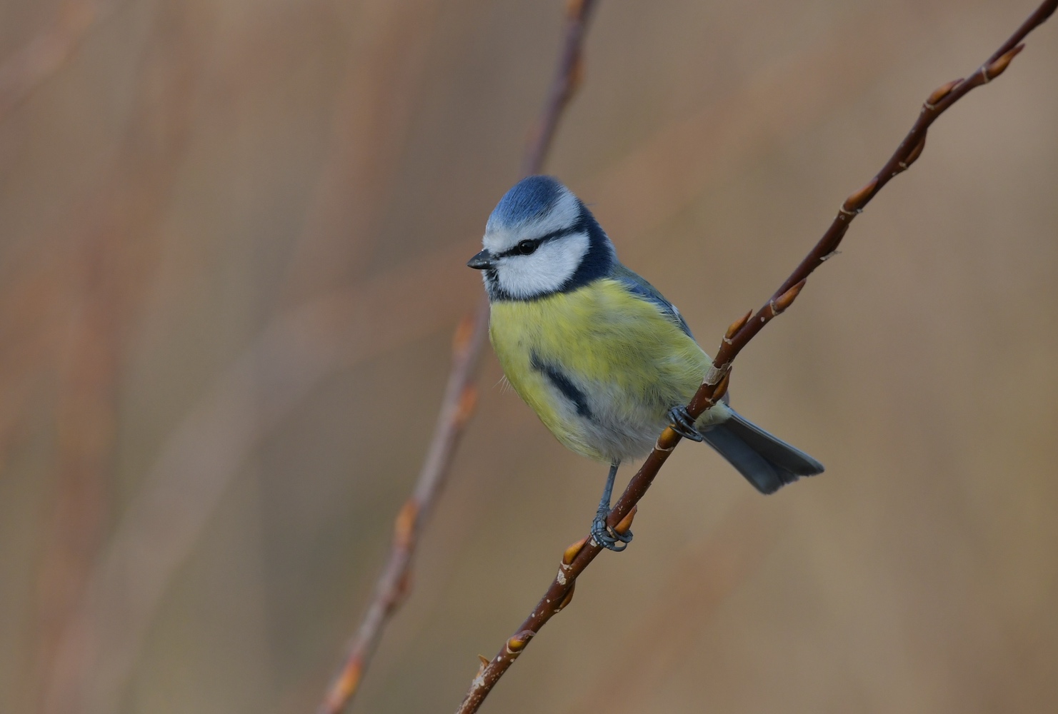 Blaumeise