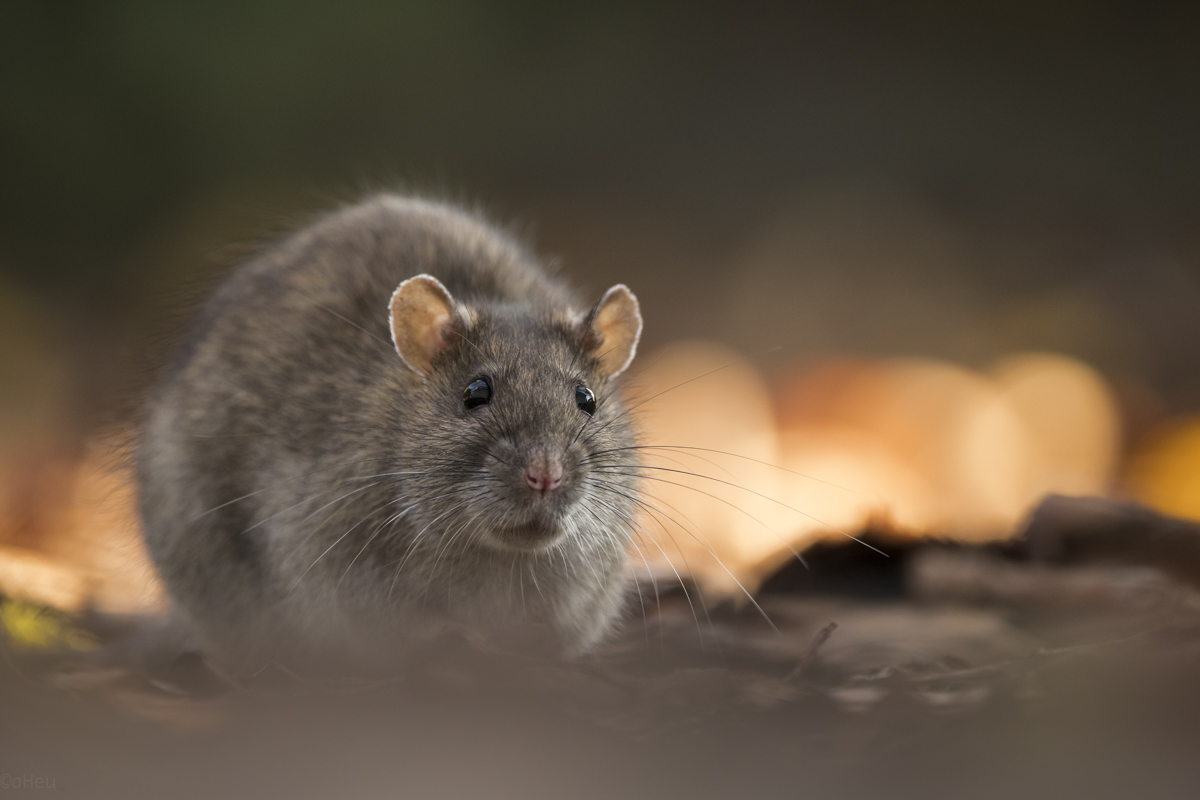 Vogelfutterresteverwerter ;)