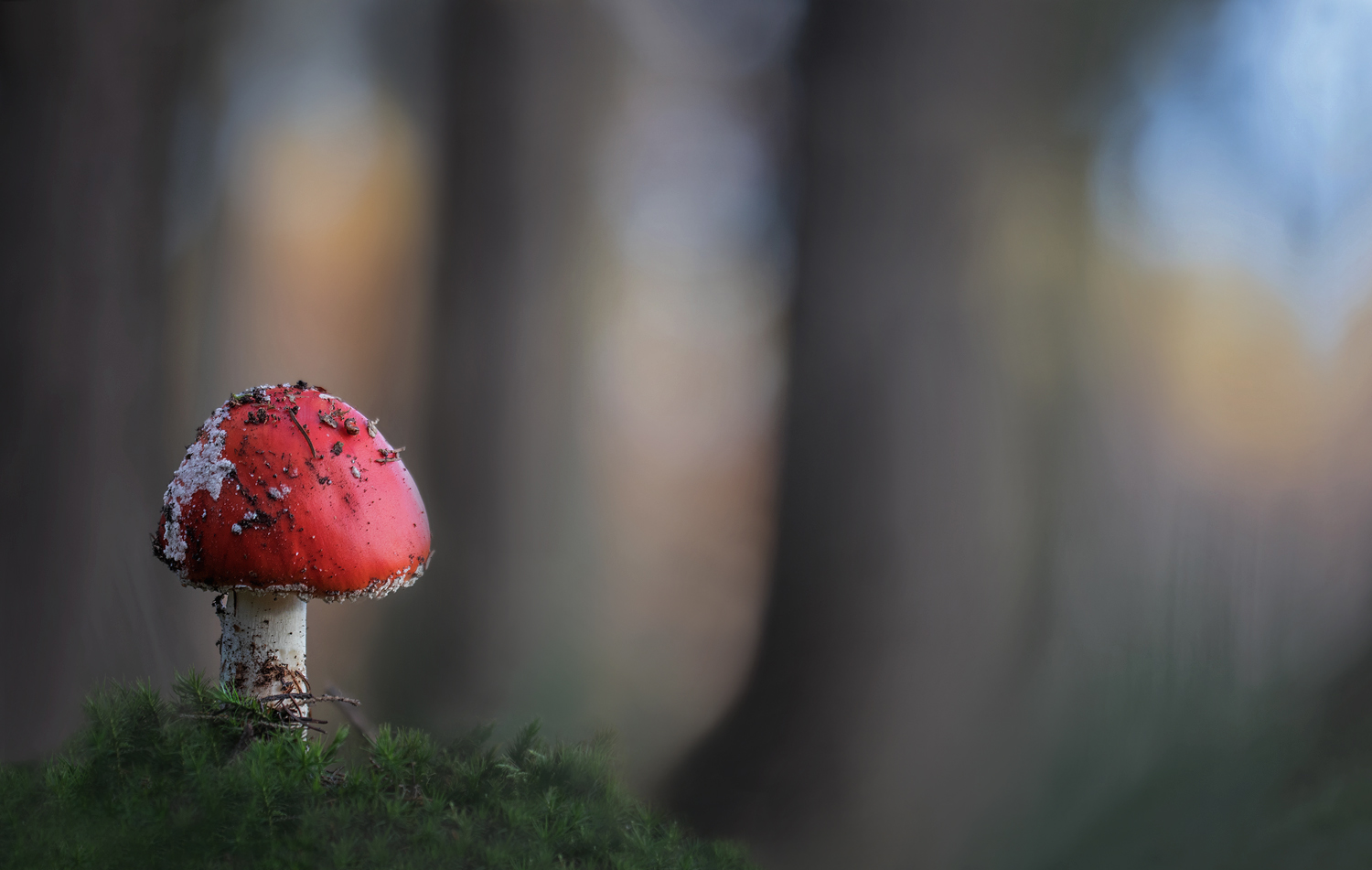 Im dunklen Wald....
