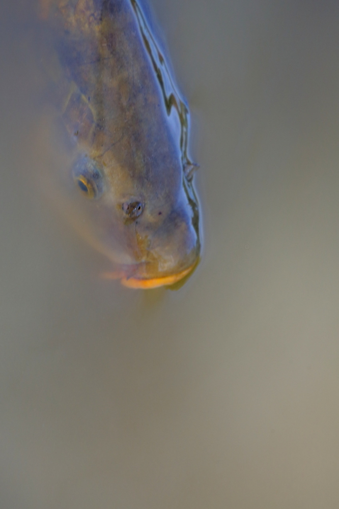 Über-Wasser - Unter-Wasser