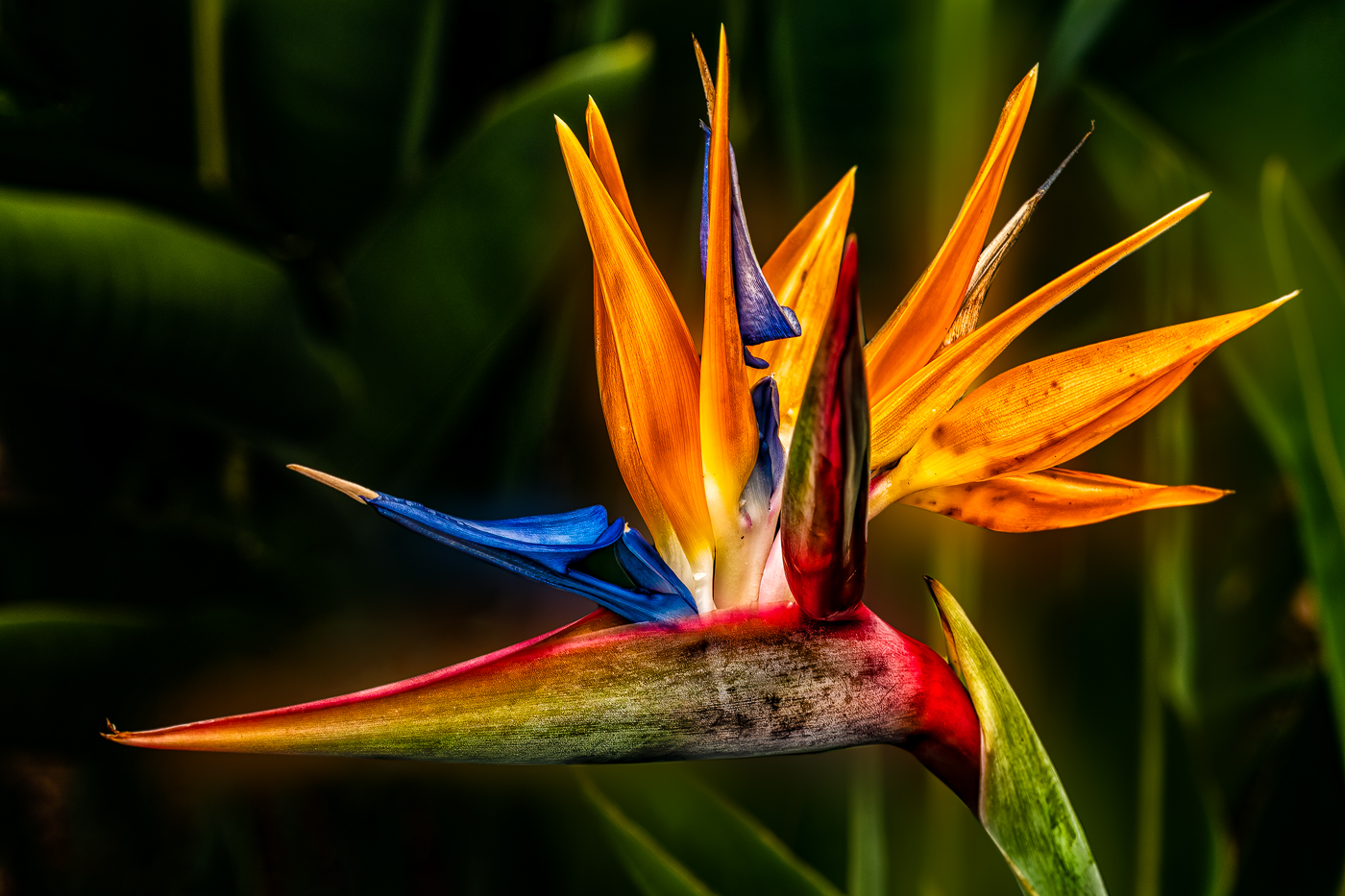 Bird of Paradise