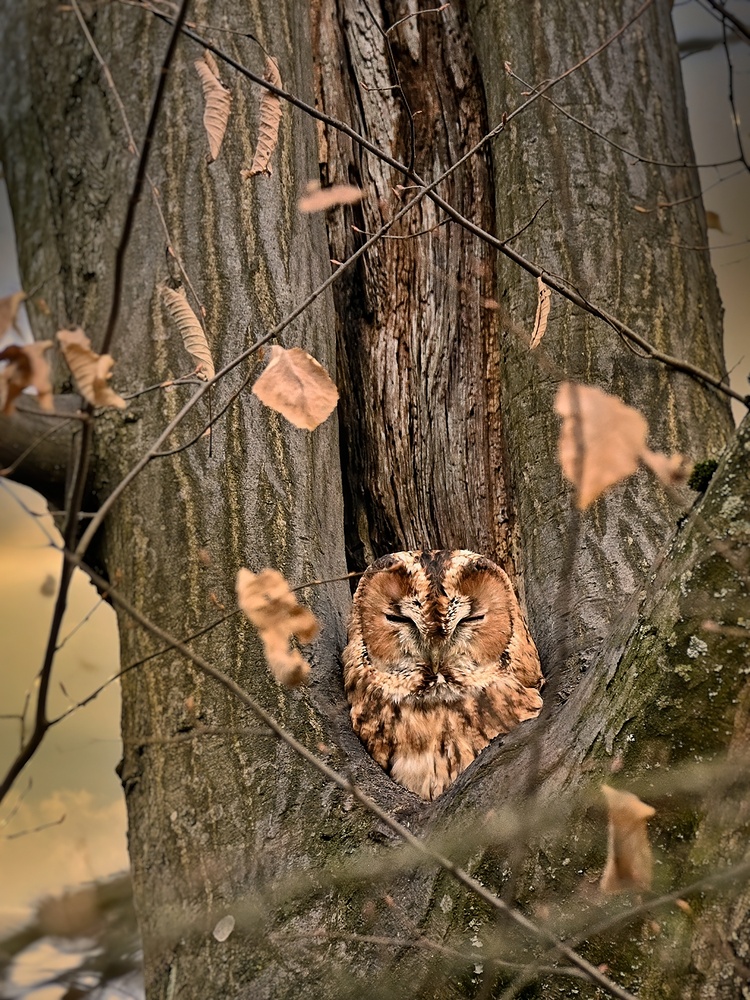 Strix, der kleine Pförtner