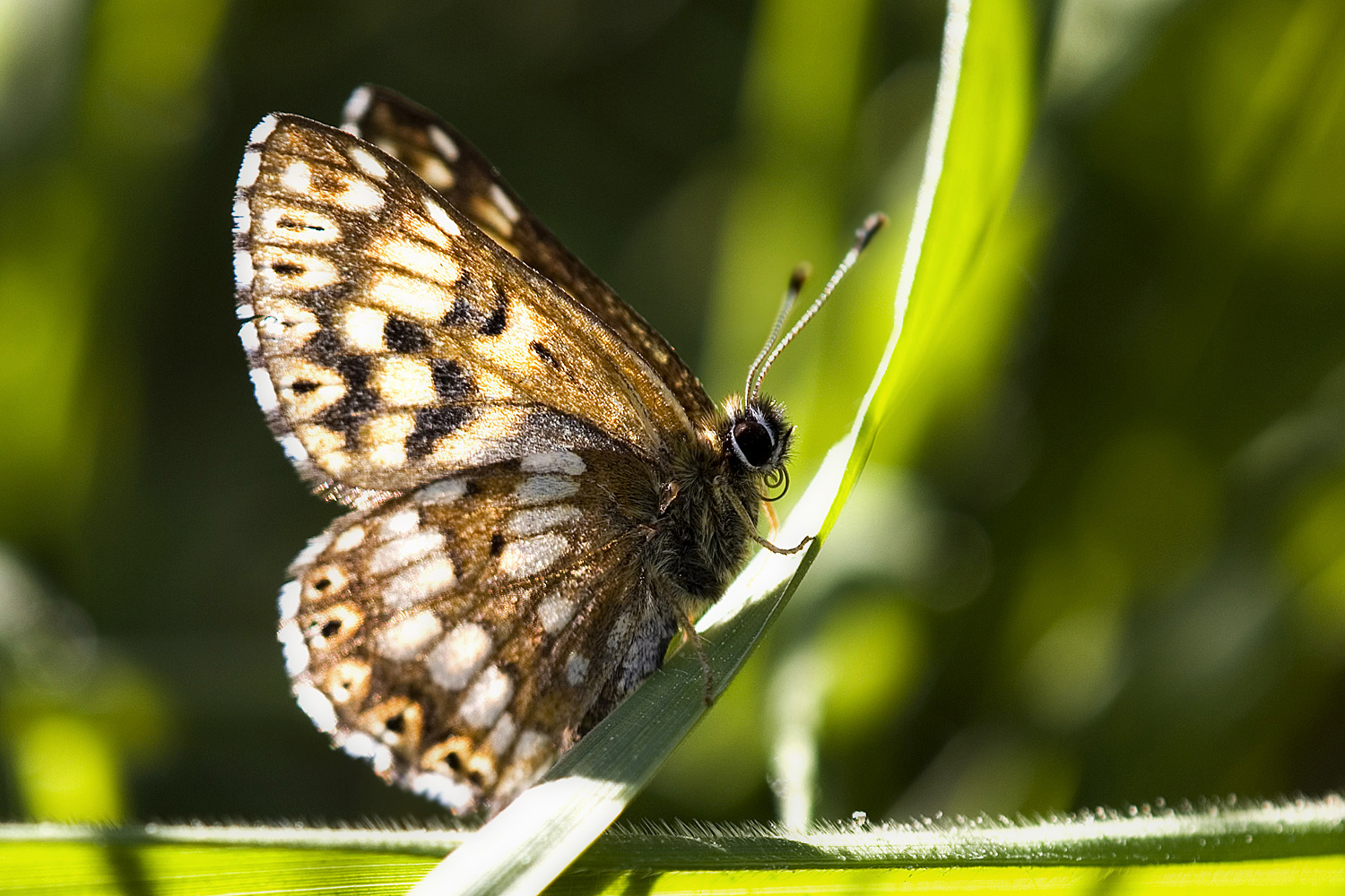 Schlüsselblumen Würfelfalter